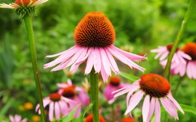 Flor de la equinácea
