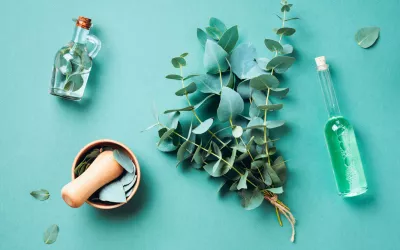 Eucalipto Propiedades y beneficios del eucalipto