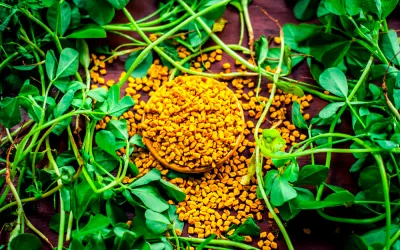 Fenogreco Fenogreco, semillas digestivas