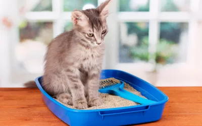 FLUTD: enfermedad del tracto urinario inferior felino Gato con síntomas de enfermedad del tracto urinario