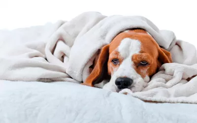 Gastroenteritis canina