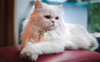 Gata persa Gato persa o Feliz catus