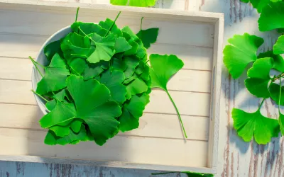 Ginkgo biloba, el árbol de la longevidad Ginkgo biloba