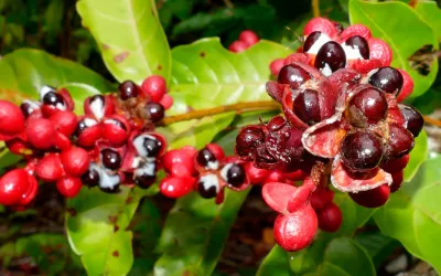 Guaraná, el excitante amazónico contra la fatiga Guaraná