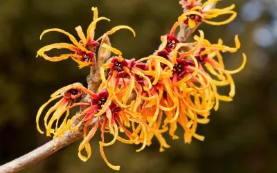 Hamamelis