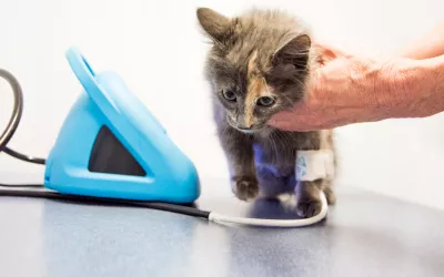 Hipertensión en los gatos, cómo detectarla y tratarla Hipertensión en los gatos