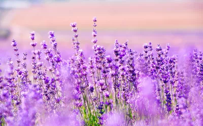 Beneficios de esta aromática planta