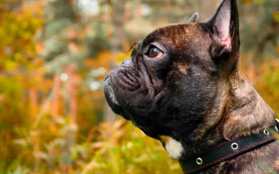 Leishmaniosis canina Perro con un mosquito en la cara