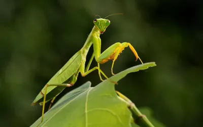 Mantis religiosa Mantis religiosa sobre una hoja