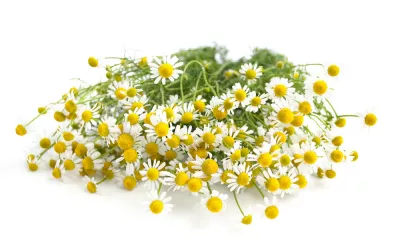 Manzanilla Manzanilla, orígenes y cultivo