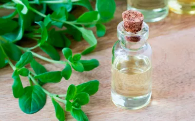 Mejorana, aromática y saludable Mejorana