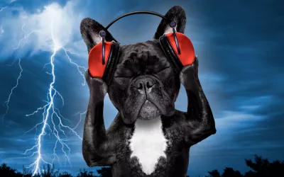 Miedo a ruidos en el perro