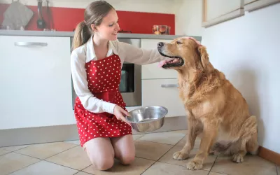 Necesidades nutricionales del perro anciano Mujer con dando de comer a su perro anciano