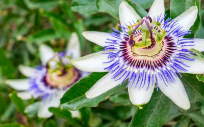 Pasiflora Flor de pasiflora