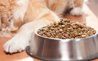 Pienso canino
