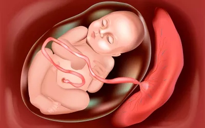 La placenta: funciones y problemas que la afectan La placenta