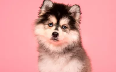 Pomsky, un husky en miniatura Pomsky