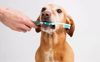 Perro con un cepillo de dientes