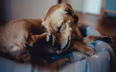 Enfermedades de la piel en perros Problemas en la piel en perros