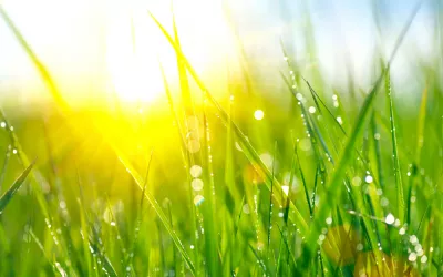 Grama, decora tu jardín y protege tu salud