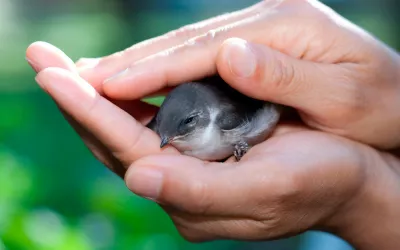 Un hombre sostiene a un pájaro herido entre sus manos
