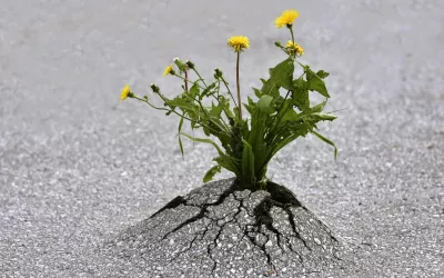 Resiliencia Flores creciendo en el asfalto, concepto de resiliencia
