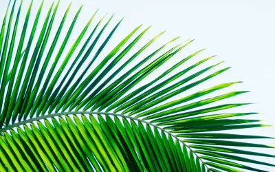 Saw palmetto, un remedio tradicional para la próstata Saw palmetto