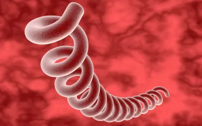 Sífilis Bacteria Treponema Pallidum