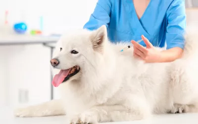 Vacunación de los perros domésticos Vacunación de los perros domésticos