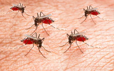 Fiebre del valle del Rift Fiebre del valle del Rift