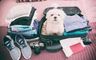 Viajar con tu mascota