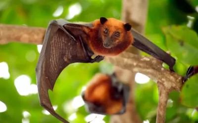 Virus Nipah Murciélago de la fruta