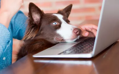 Persona en internet para adoptar una mascota