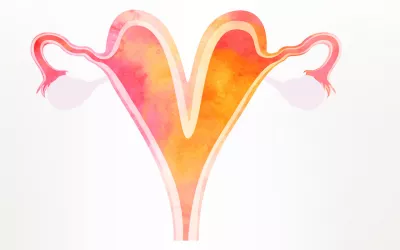 Útero doble, una rareza que puede afectar al embarazo Ilustración útero doble