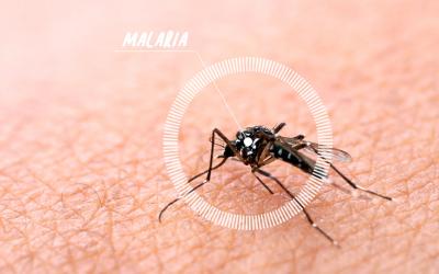 Mosquito causante de la malaria