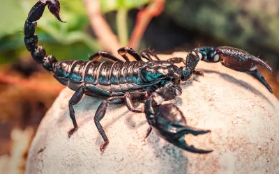 Escorpión emperador