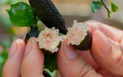 Finger lime, variedades y usos en la cocina del caviar cítrico Finger lime o caviar cítrico