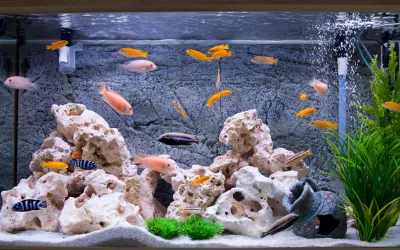 Cómo limpiar tu acuario