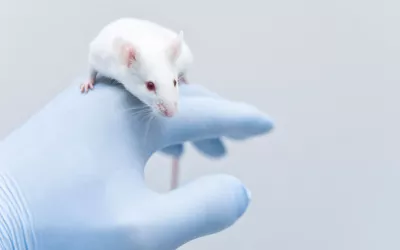 Experimentación animal Ratón de laboratorio