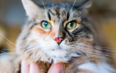 Hemorragia nasal en gatos
