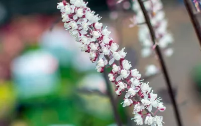 Cimicífuga, apoyo natural en la menopausia Cimicífuga