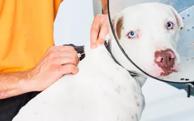 Microchip para perros