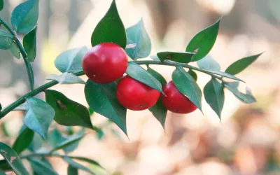 Rusco, un remedio para combatir trastornos venosos Rusco, una planta para combatir trastornos venosos