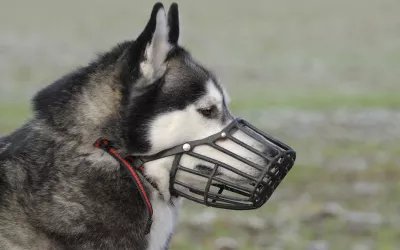 Bozal para perros: cuándo deben llevarlo Bozal para perros en un Husky