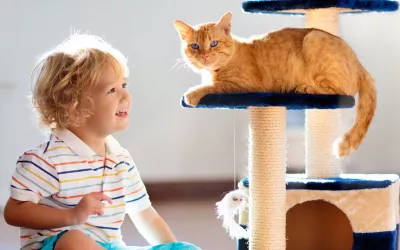 Educar al gato en casa