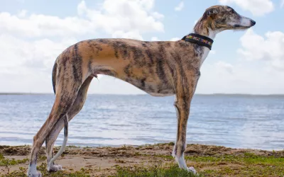 Características del galgo español como mascota Galgo español