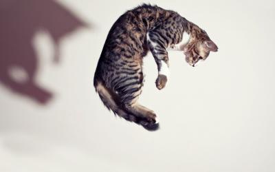 Síndrome del gato paracaidista