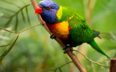 Loro arcoíris, un ave sociable no apta para principiantes Loro arcoíris