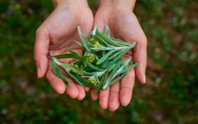 Artemisa annua, la planta con potencial anti-COVID-19 Artemisa annua