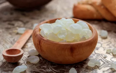 Lentisco, aliado de la salud bucal Lentisco